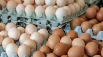 سعر كرتونة البيض يتراجع اليوم الثلاثاء ويؤثر على ميزانية المستهلكين في ديسمبر 2025 1